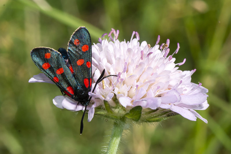 Specie di Zygaena di fine maggio - inizio luglio